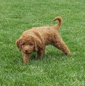 Meet your Posher, Andy